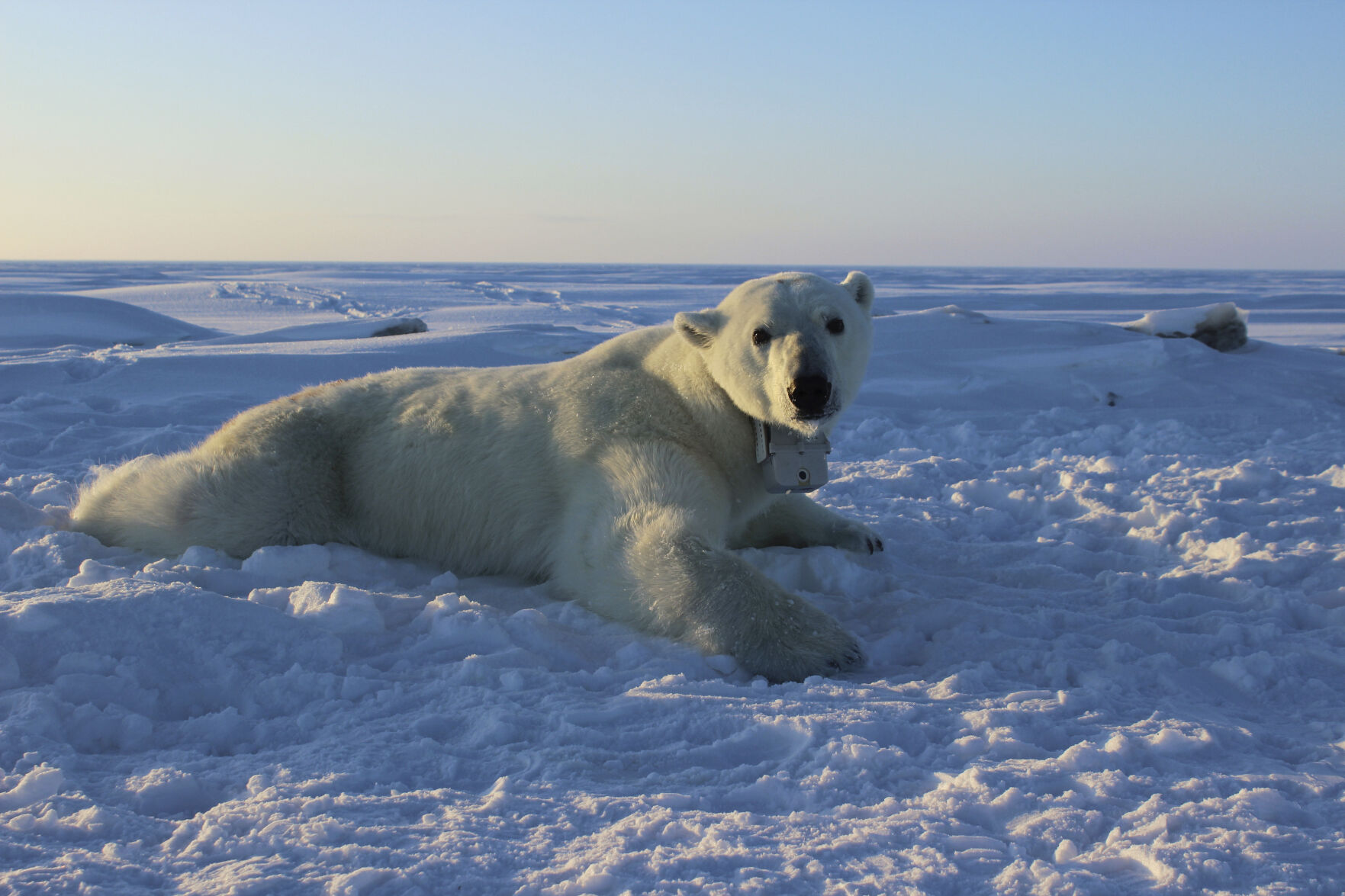 Polar bear